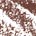 In Big Truffle - chocolate brown