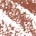Irresistible - Brown Beige