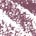 05 Vibrant Plum - red toned purple