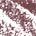 03 Roaring Burgundy - deep warm red