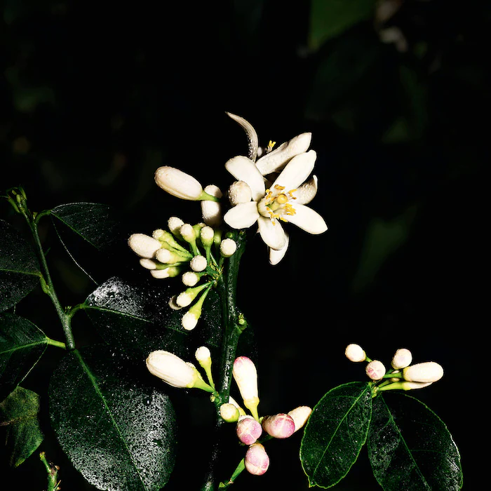 Saharienne Eau de Parfum with Neroli & Musk
